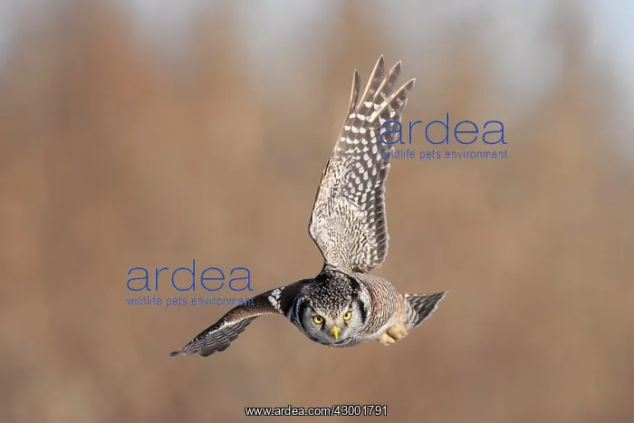 : Northern Hawk Owl : Northern Hawk Owl