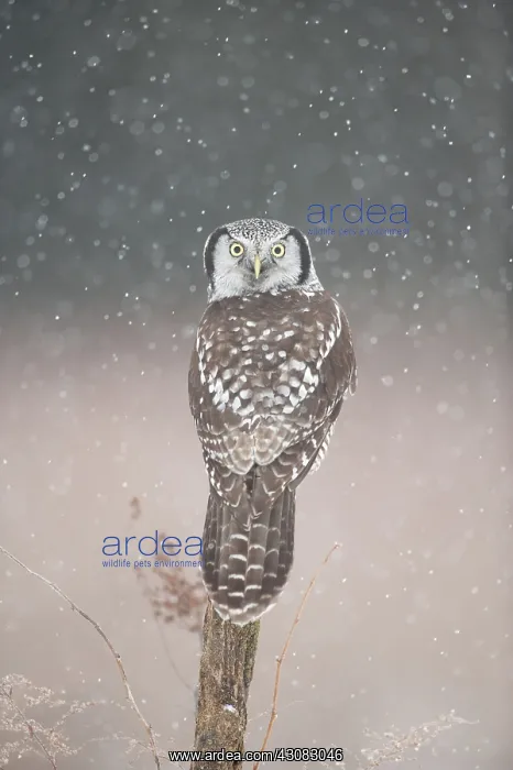 : Northern Hawk Owl : Northern Hawk Owl