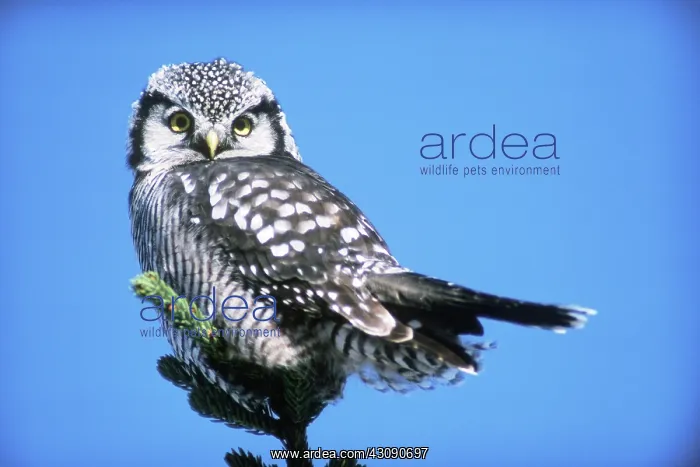 : Northern Hawk Owl : Northern Hawk Owl