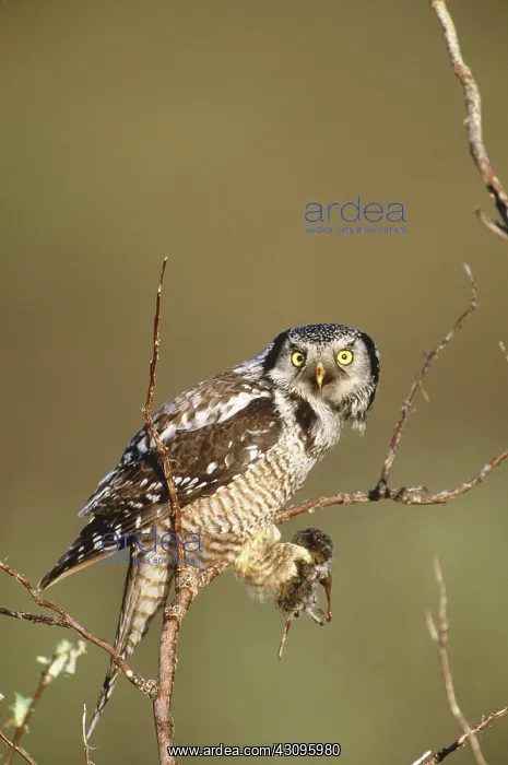 : Northern Hawk Owl : Northern Hawk Owl