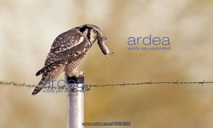 : Northern Hawk Owl : Northern Hawk Owl