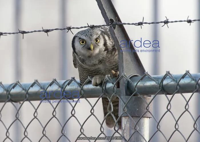 : Northern Hawk Owl : Northern Hawk Owl