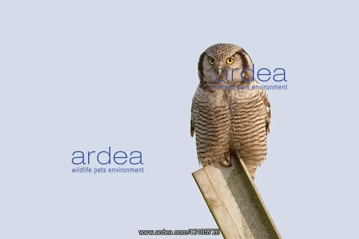  : Northern Hawk Owl