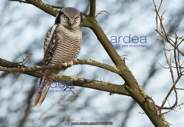 : Northern Hawk Owl : Northern Hawk Owl