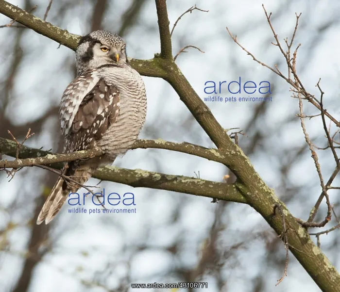 : Northern Hawk Owl : Northern Hawk Owl