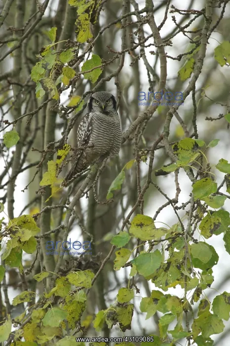: Northern Hawk Owl : Northern Hawk Owl