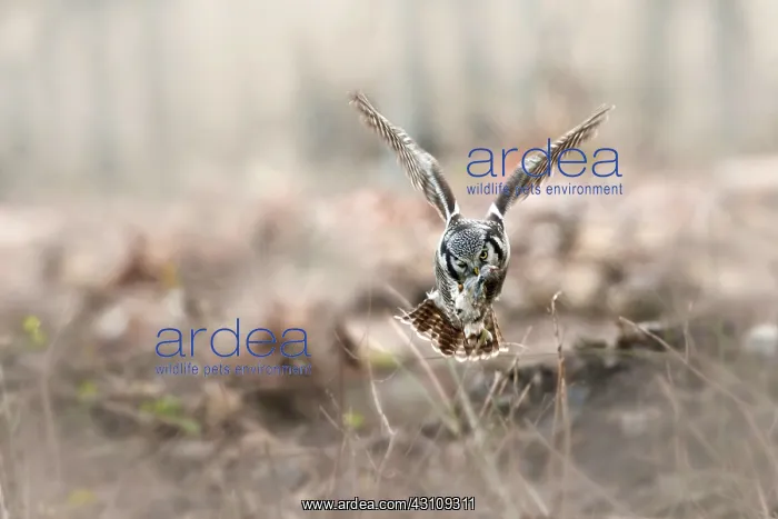 : Northern Hawk Owl : Northern Hawk Owl