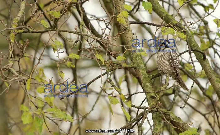 : Northern Hawk Owl : Northern Hawk Owl