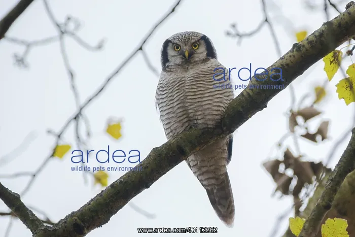 : Northern Hawk Owl : Northern Hawk Owl