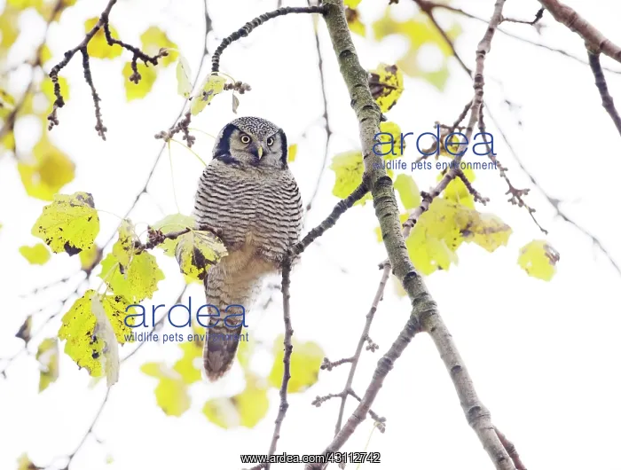 : Northern Hawk Owl : Northern Hawk Owl