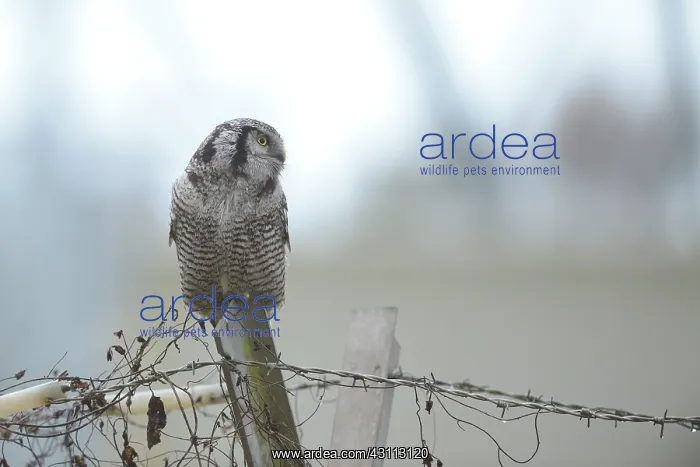 : Northern Hawk Owl : Northern Hawk Owl