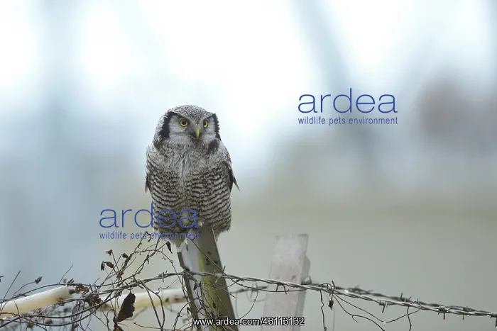 : Northern Hawk Owl : Northern Hawk Owl