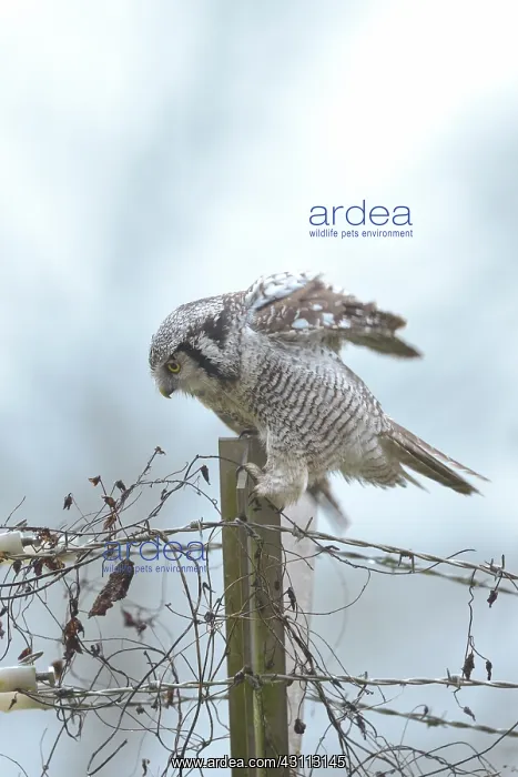  : Northern Hawk Owl