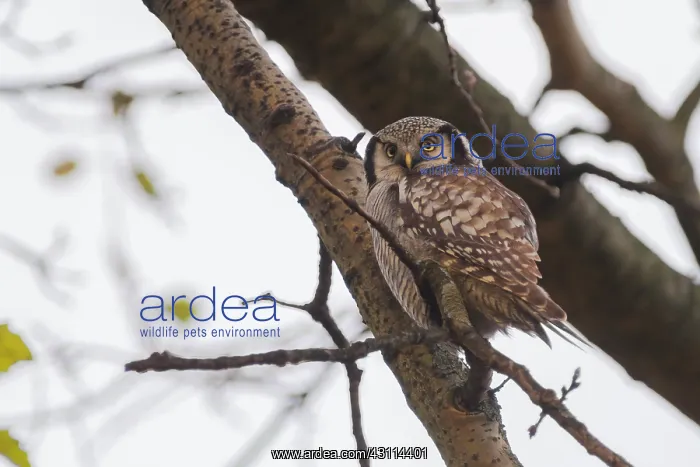 : Northern Hawk Owl : Northern Hawk Owl