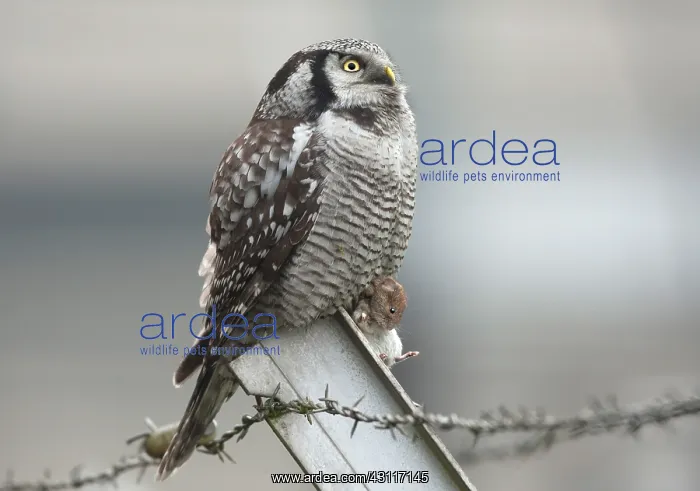 : Northern Hawk Owl : Northern Hawk Owl
