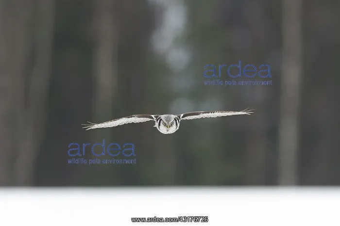 : Northern Hawk Owl : Northern Hawk Owl