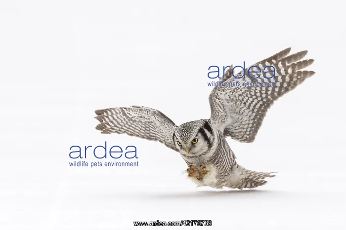 : Northern Hawk Owl : Northern Hawk Owl