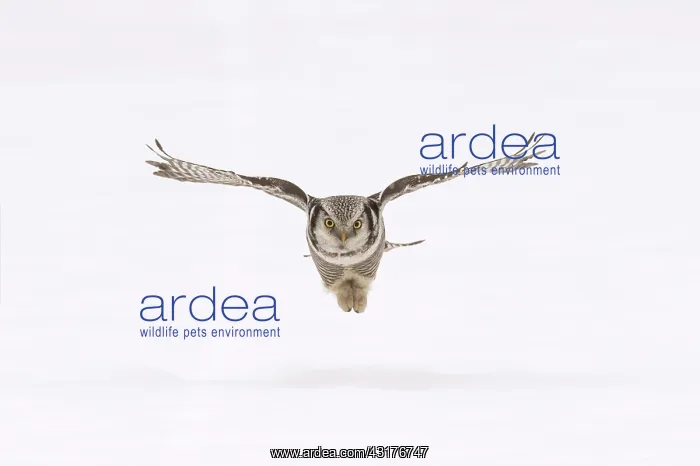: Northern Hawk Owl : Northern Hawk Owl