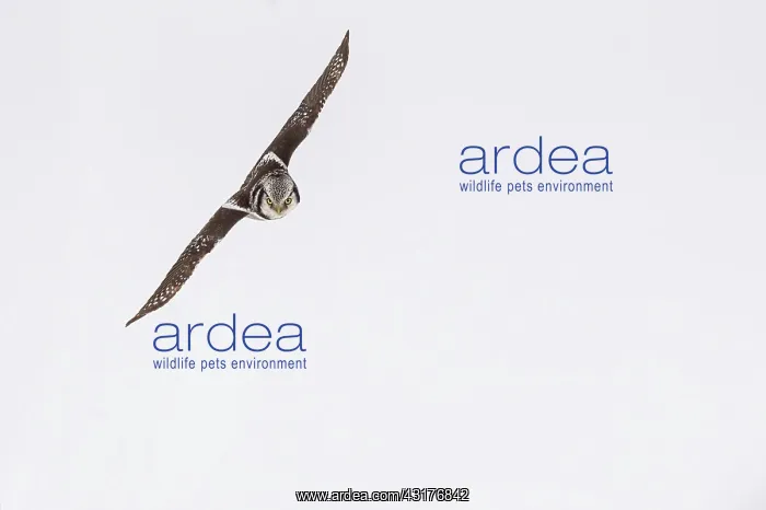 : Northern Hawk Owl : Northern Hawk Owl