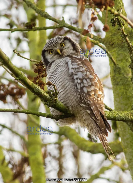 : Northern Hawk Owl : Northern Hawk Owl