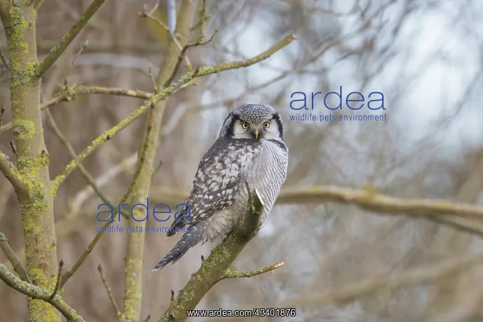 : Northern Hawk Owl - adult owl - Germany : Northern Hawk Owl - adult owl - Germany