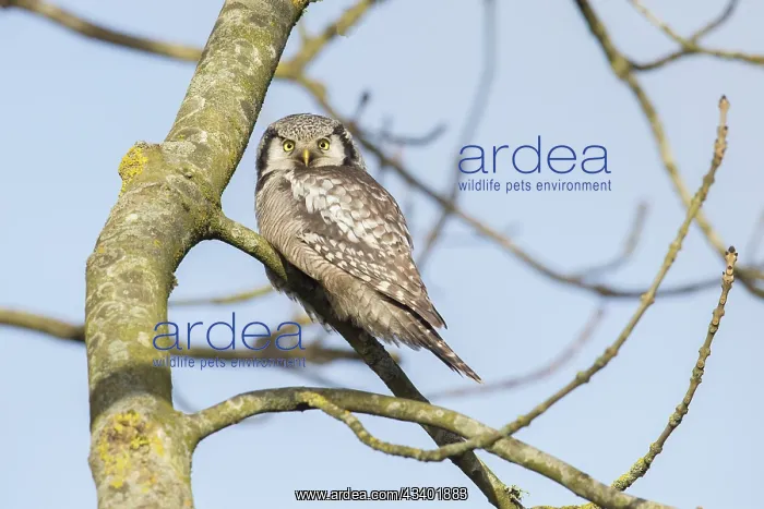 : Northern Hawk Owl - adult owl - Germany : Northern Hawk Owl - adult owl - Germany