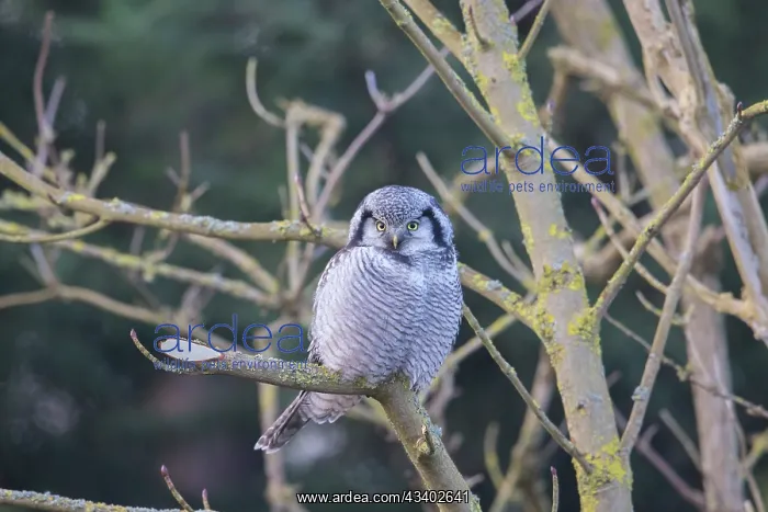 : Northern Hawk Owl - adult owl - Germany : Northern Hawk Owl - adult owl - Germany