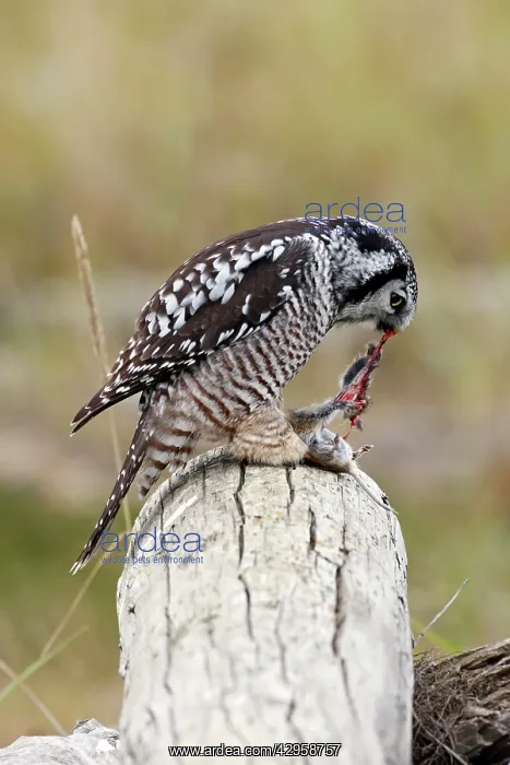 : Northern Hawk Owl - eating vole prey : Northern Hawk Owl - eating vole prey