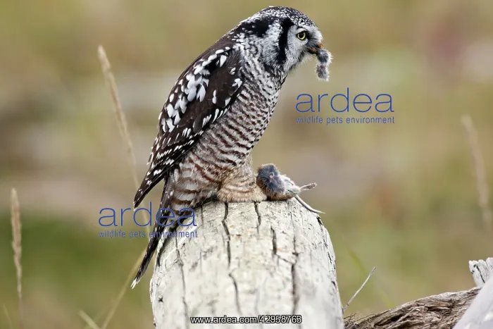 : Northern Hawk Owl - eating vole prey : Northern Hawk Owl - eating vole prey