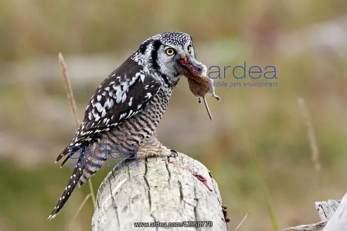 : Northern Hawk Owl - eating vole prey : Northern Hawk Owl - eating vole prey