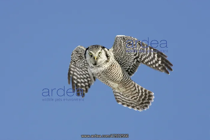 : Northern Hawk Owl - in flight : Northern Hawk Owl - in flight