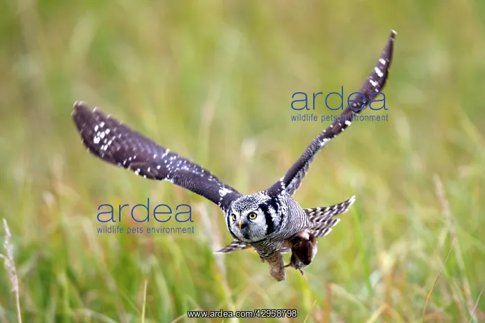  : Northern Hawk Owl - in flight