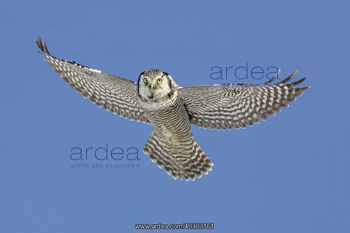 : Northern Hawk Owl - flight : Northern Hawk Owl - flight