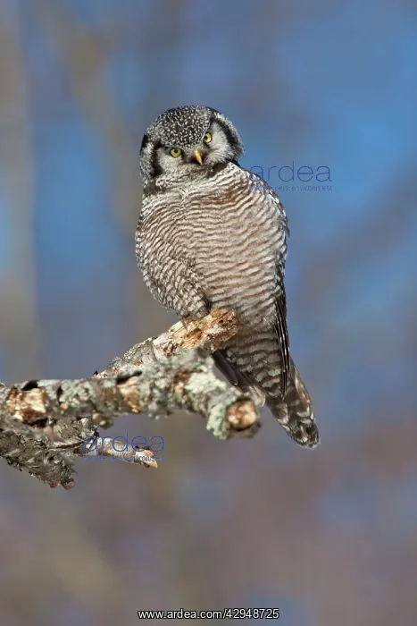 : Northern Hawk Owl - on perch : Northern Hawk Owl - on perch