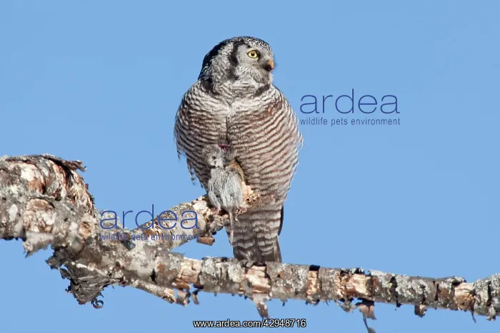 : Northern Hawk Owl - on perch eating Meadow Vole : Northern Hawk Owl - on perch eating Meadow Vole