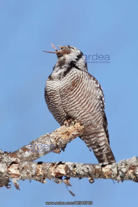 : Northern Hawk Owl - on perch eating Meadow Vole : Northern Hawk Owl - on perch eating Meadow Vole