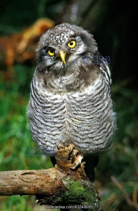 : Northern Hawk Owl (surnia ulula), Immature : Northern Hawk Owl (surnia ulula), Immature