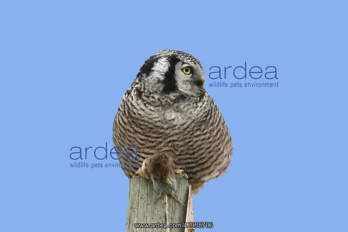 : Northern Hawk Owl - with vole prey : Northern Hawk Owl - with vole prey
