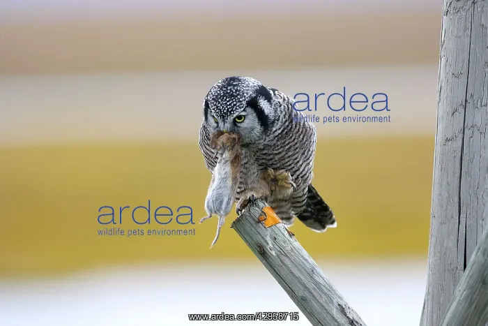 : Northern Hawk Owl - with vole prey : Northern Hawk Owl - with vole prey