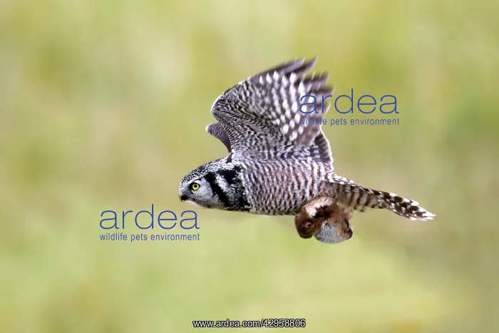 : Northern Hawk Owl - with vole prey : Northern Hawk Owl - with vole prey