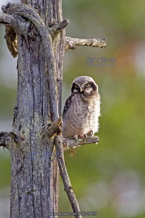 : Northern Hawk-owl young perched on branch : Northern Hawk-owl young perched on branch