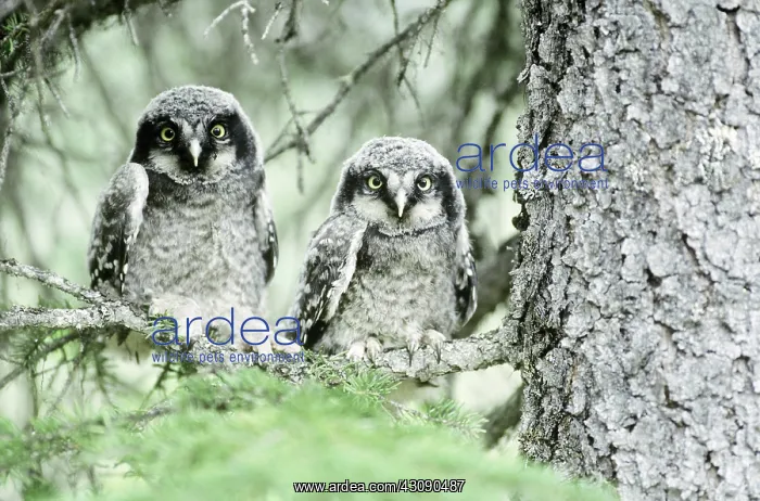 : Northern Hawk Owlets : Northern Hawk Owlets