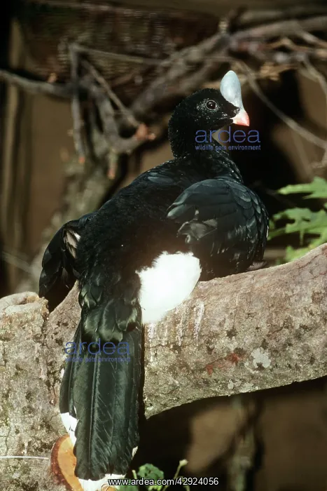  : NORTHERN HELMETED CURASSOW