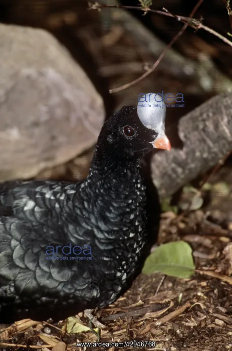 : Northern Helmeted CURASSOW : Northern Helmeted CURASSOW