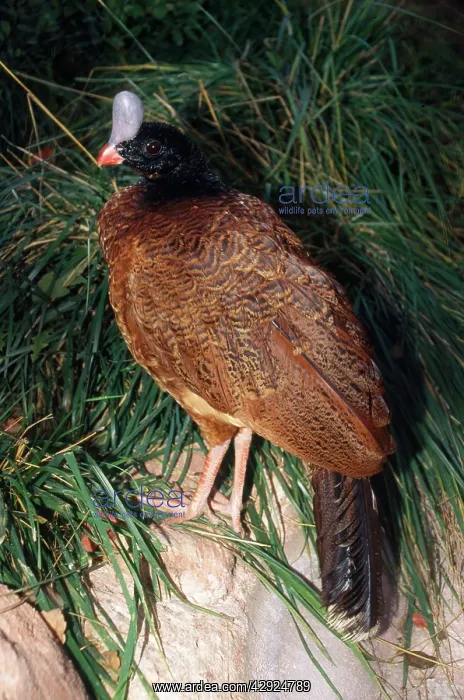  : Northern Helmeted Curassow - rare red phase