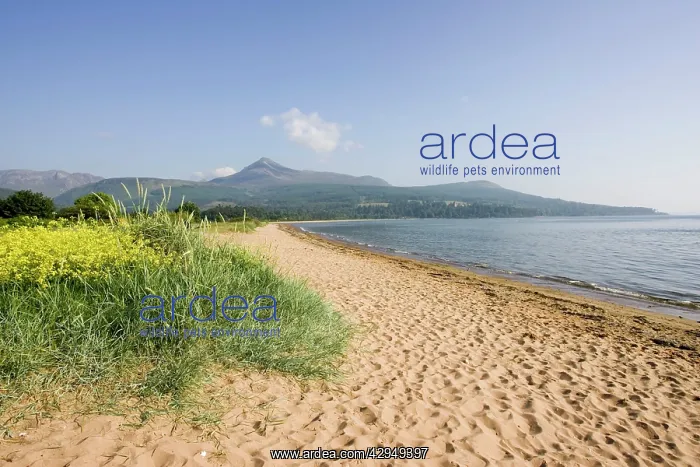 : Northern highlands on Arran viewed from beach : Northern highlands on Arran viewed from beach