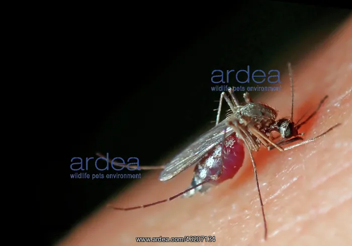 : Northern house mosquito (Culex pipiens), female : Northern house mosquito (Culex pipiens), female