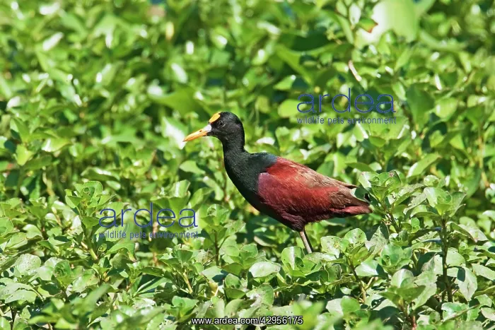 : Northern Jacana : Northern Jacana