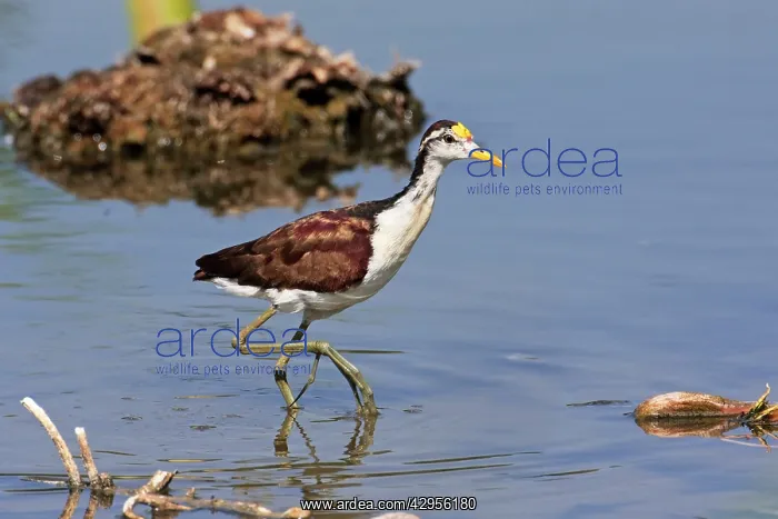 : Northern Jacana : Northern Jacana