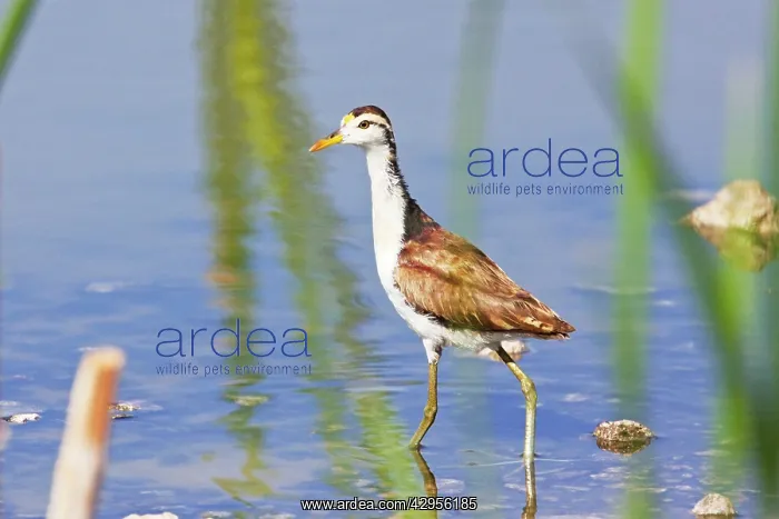 : Northern Jacana : Northern Jacana
